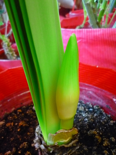 Lemon Lime de Craciun 2010 - Amaryllis