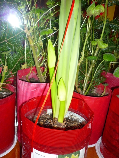 Lemon Lime de Craciun 2010 - Amaryllis