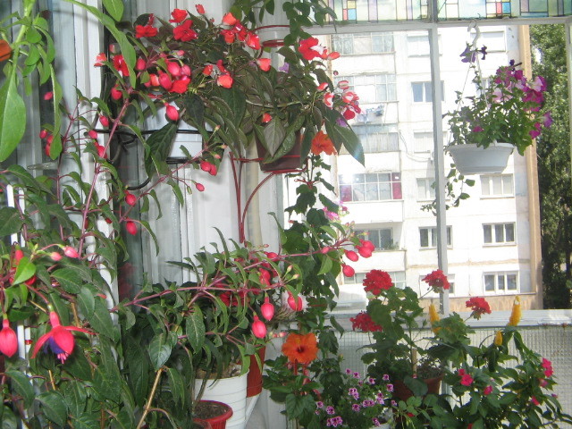 Balcon - Florile mele 2007- 2008-2009