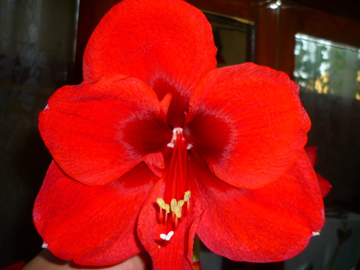 Red Lion de Revelion 2010-2011 - Amaryllis