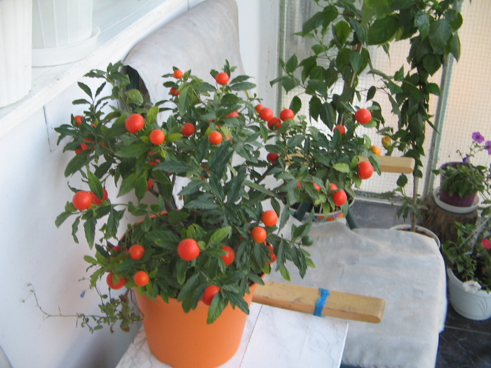 solanum - Florile mele 2007- 2008-2009