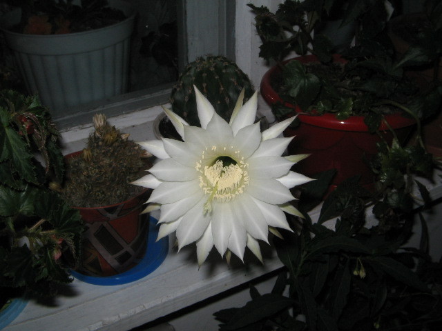 floare cactus - Florile mele 2007- 2008-2009