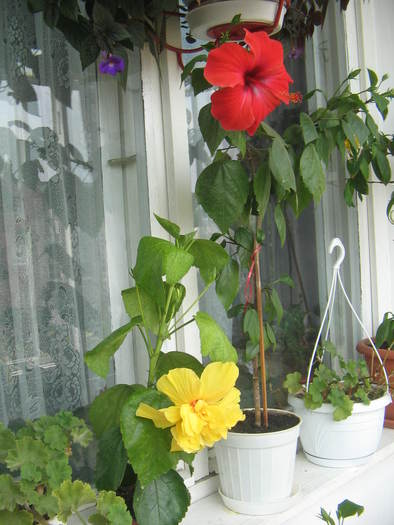 hibi rosu si galben (din Grecia) - Florile mele 2007- 2008-2009
