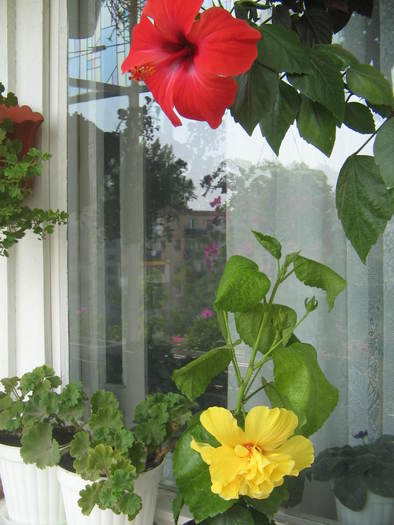 hibi rosu si galben - Florile mele 2007- 2008-2009