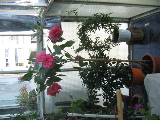 hibi,passiflora - Florile mele 2007- 2008-2009