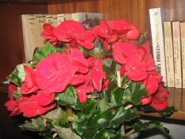 gloxinia - Florile mele 2007- 2008-2009