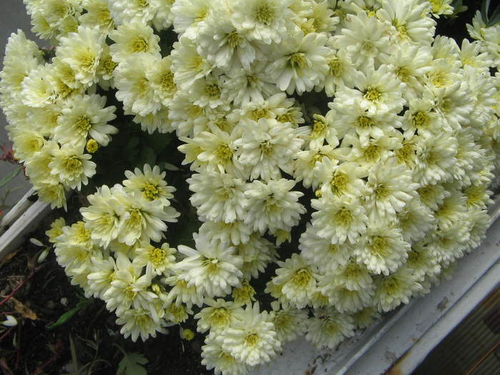tufanica - Florile mele 2007- 2008-2009