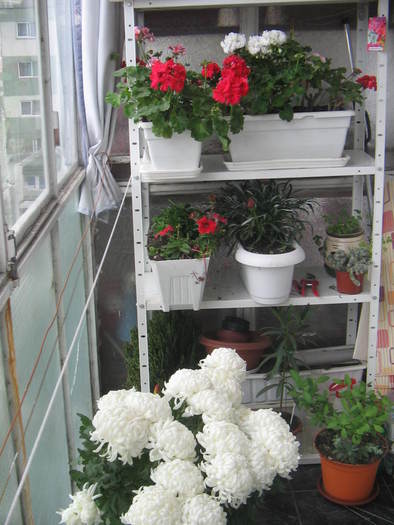 balcon - Florile mele 2007- 2008-2009
