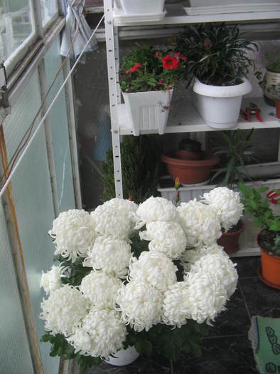balcon
