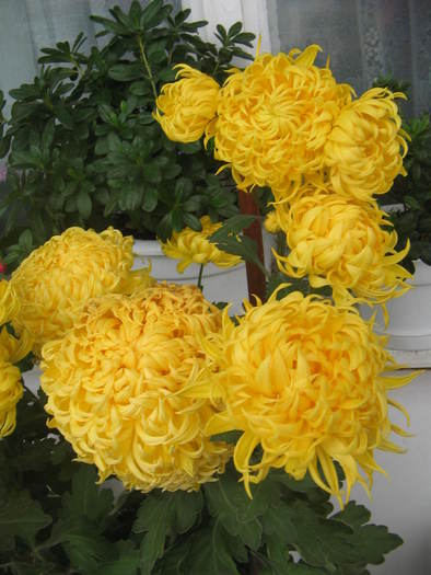 crizantema galbena - Florile mele 2007- 2008-2009
