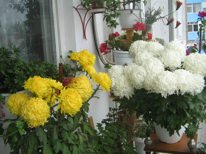 crizanteme - Florile mele 2007- 2008-2009