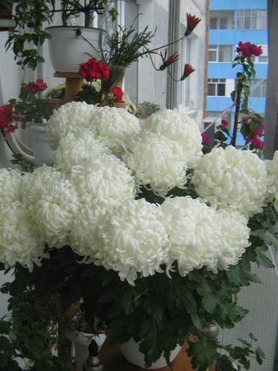crizantema alba - Florile mele 2007- 2008-2009