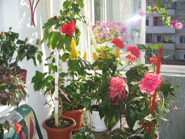 balcon - Florile mele 2007- 2008-2009