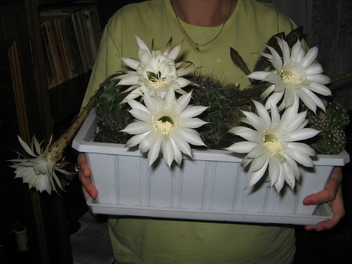 flori cactus - Florile mele 2007- 2008-2009