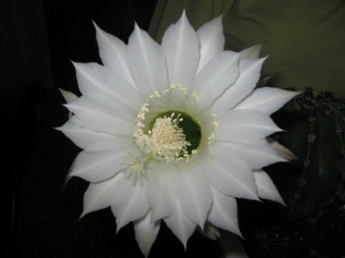 floare cactus - Florile mele 2007- 2008-2009