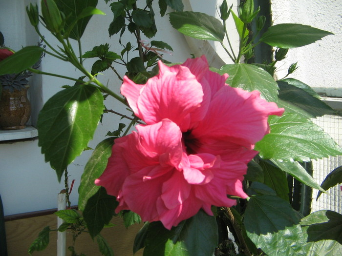 hibi - Florile mele 2007- 2008-2009