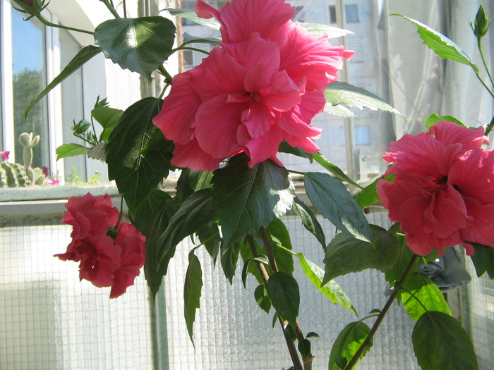 hibi - Florile mele 2007- 2008-2009