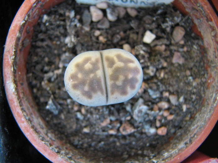 ssp. fulleri v. brunnea - decembrie 2010; Colectia Ciprian Suta
