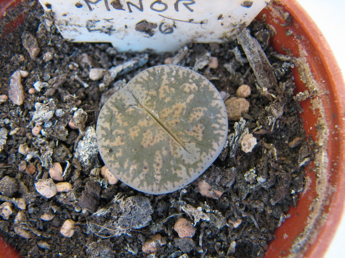 v. minor - decembrie 2010; Colectia Ciprian Suta
