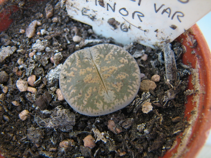 v. minor - decembrie 2010; Colectia Ciprian Suta

