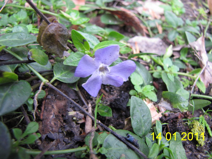 Vinca Minor 14 ian 2011 - plante diverse 2011