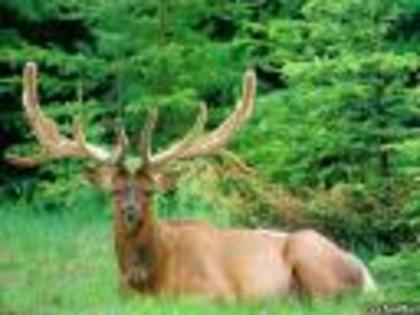 TN-Cerb - Poze-care nu au legatura cu porumbeii