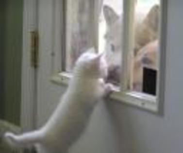 TN-image10 - Poze-care nu au legatura cu porumbeii