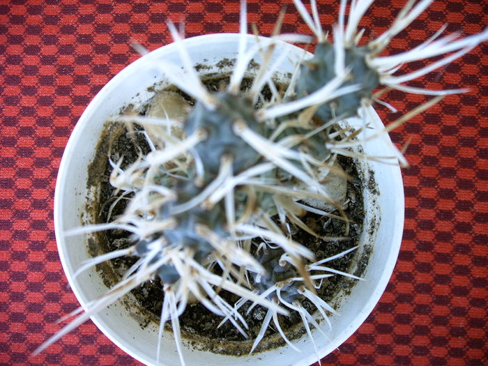Teprocactus  papyracanthus - Cactusi -suculente