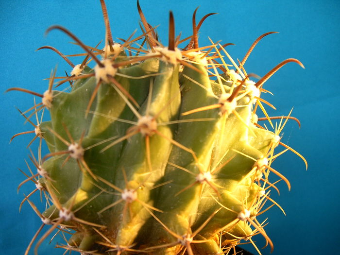 Ferocactus - Cactusi -suculente