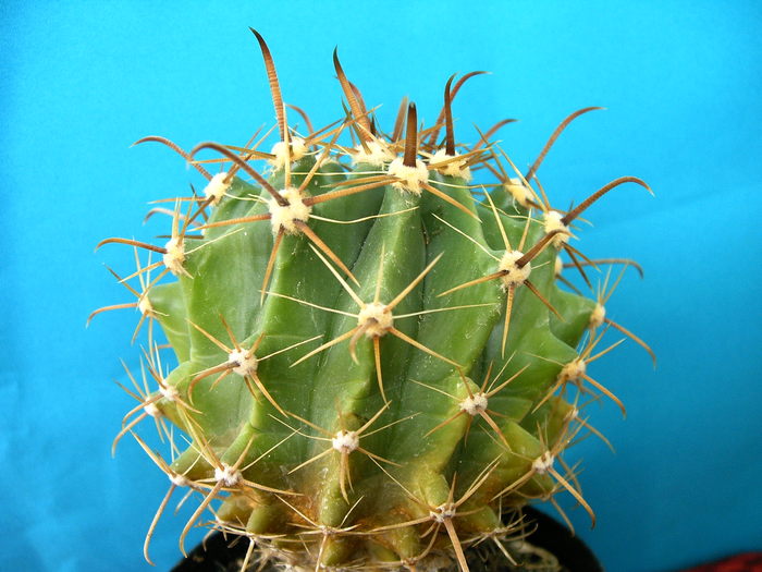 IMAG0005 - Cactusi -suculente