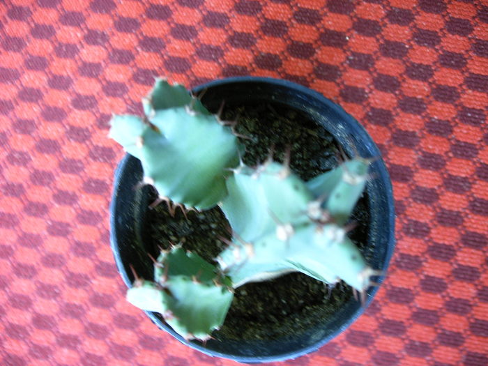 Euphorbia - Cactusi -suculente