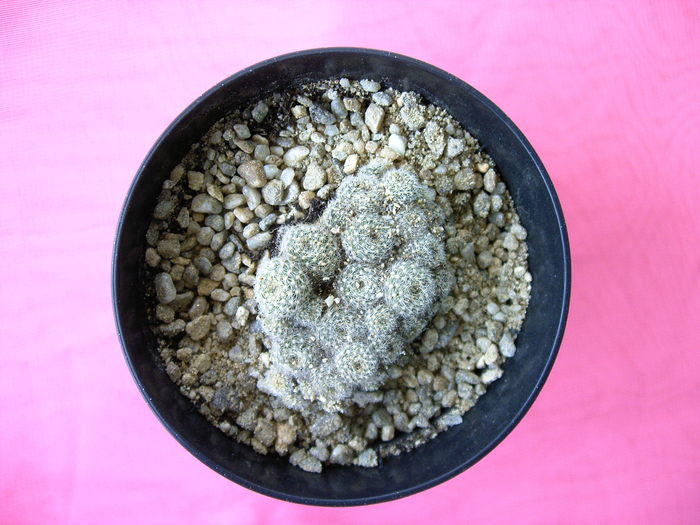 Rebutia - Cactusi -suculente