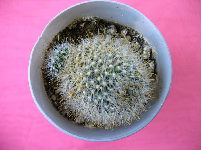 Mammillaria - Cactusi -suculente