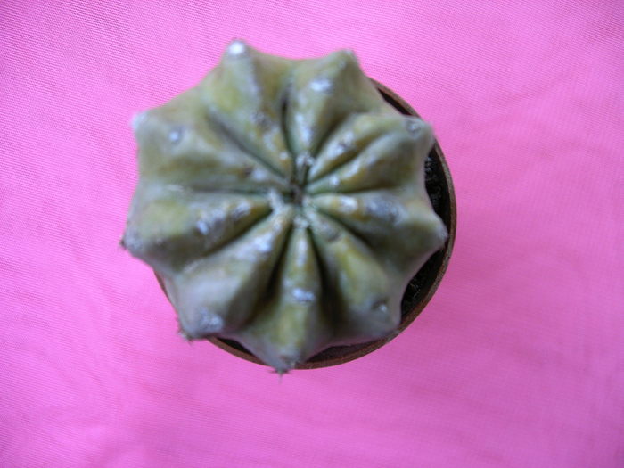 Echinopsis - Cactusi -suculente