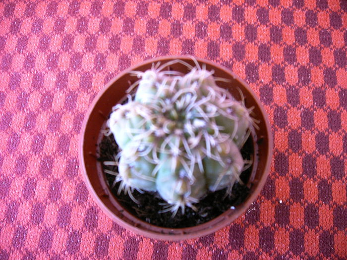 IMAG0032 - Cactusi -suculente