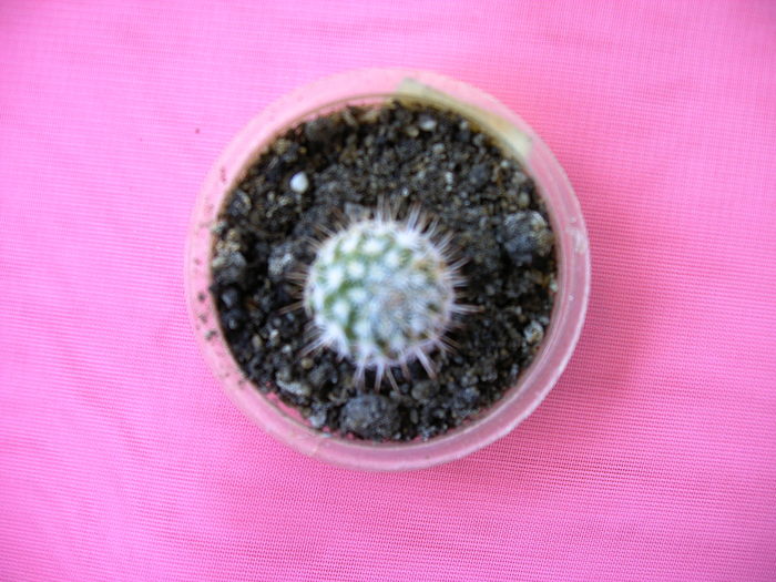 IMAG0017 - Cactusi -suculente