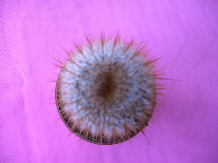 IMAG0021 - Cactusi -suculente