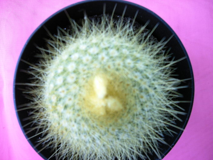 IMAG0022 - Cactusi -suculente