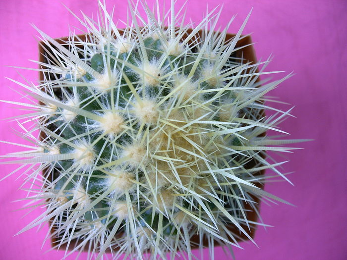 Echinocactus grusonii - Cactusi -suculente