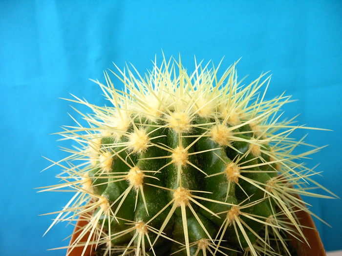 IMAG0028 - Cactusi -suculente