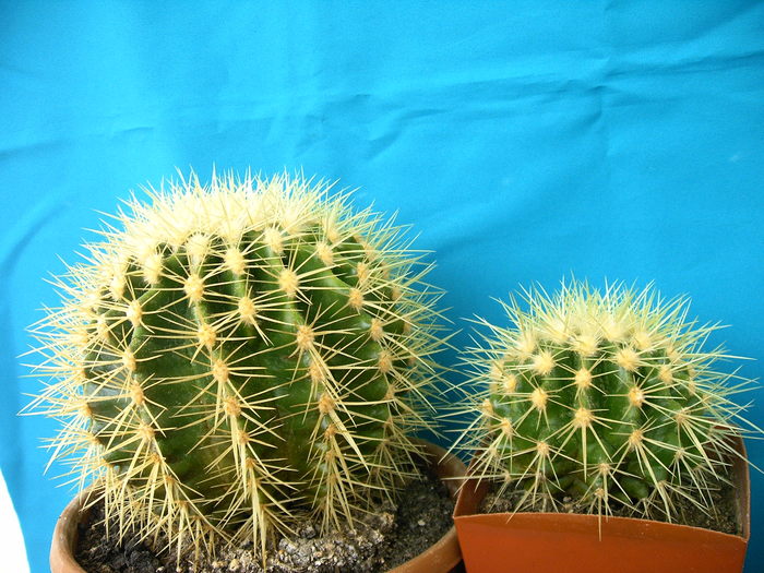 Echinocactus grusonii - Cactusi -suculente