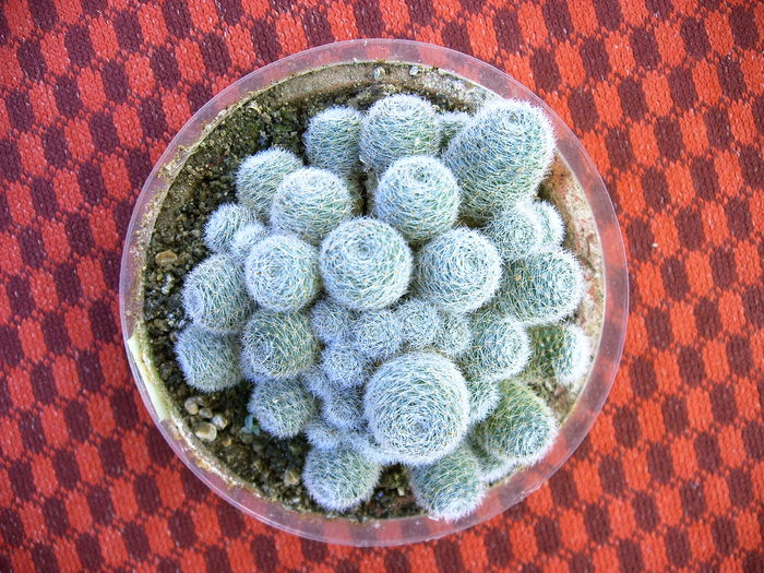 IMAG0003 - Copie - Cactusi -suculente