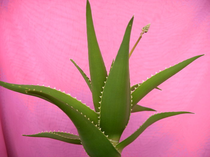 Aloe vera - Cactusi -suculente