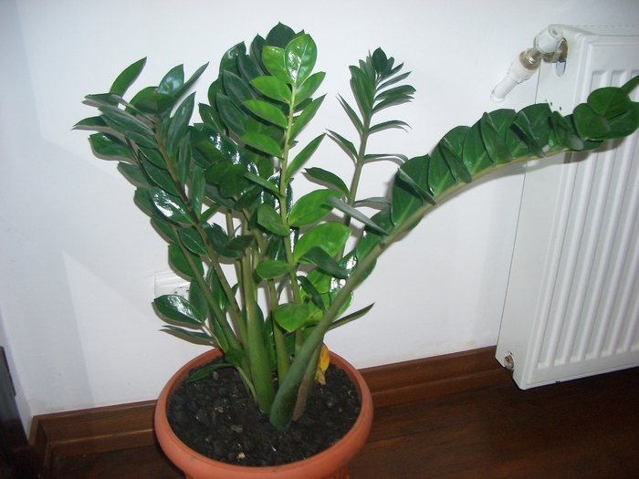 zamioculcas.18.01.2011