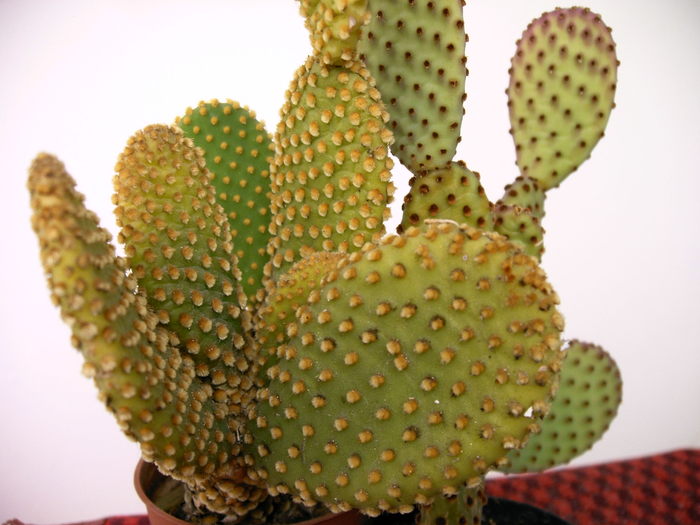 IMAG0009 - Cactusi -suculente