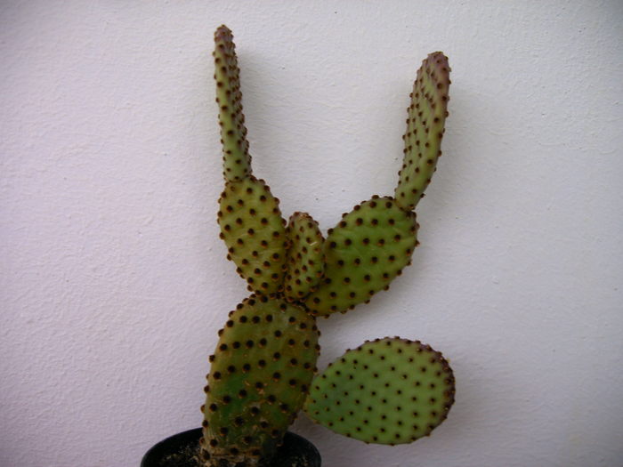 IMAG0013 - Cactusi -suculente