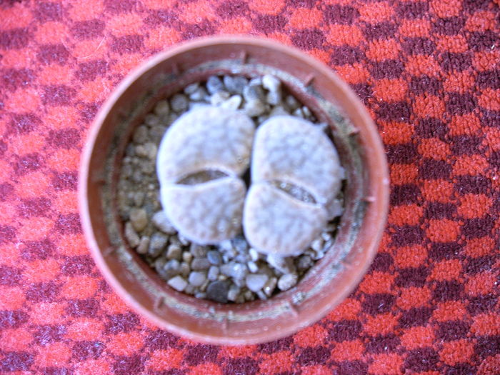 IMAG0014 - Cactusi -suculente