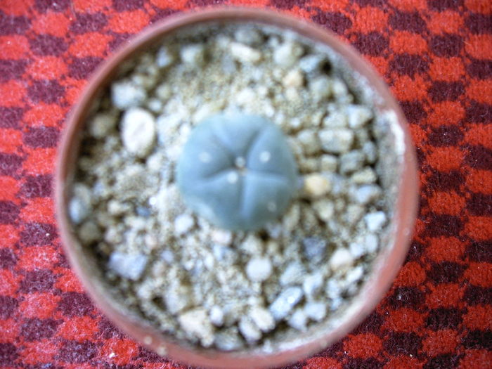 Lophohora  wiliamsi - Cactusi -suculente