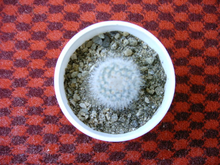 IMAG0026 - Cactusi -suculente