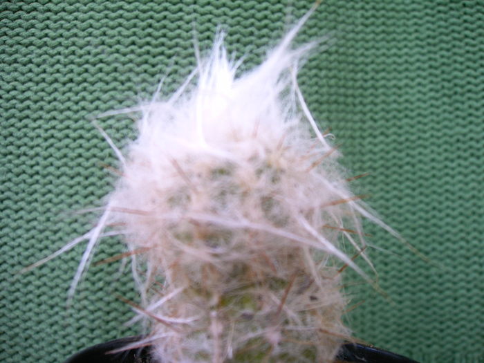 IMAG0035 - Cactusi -suculente